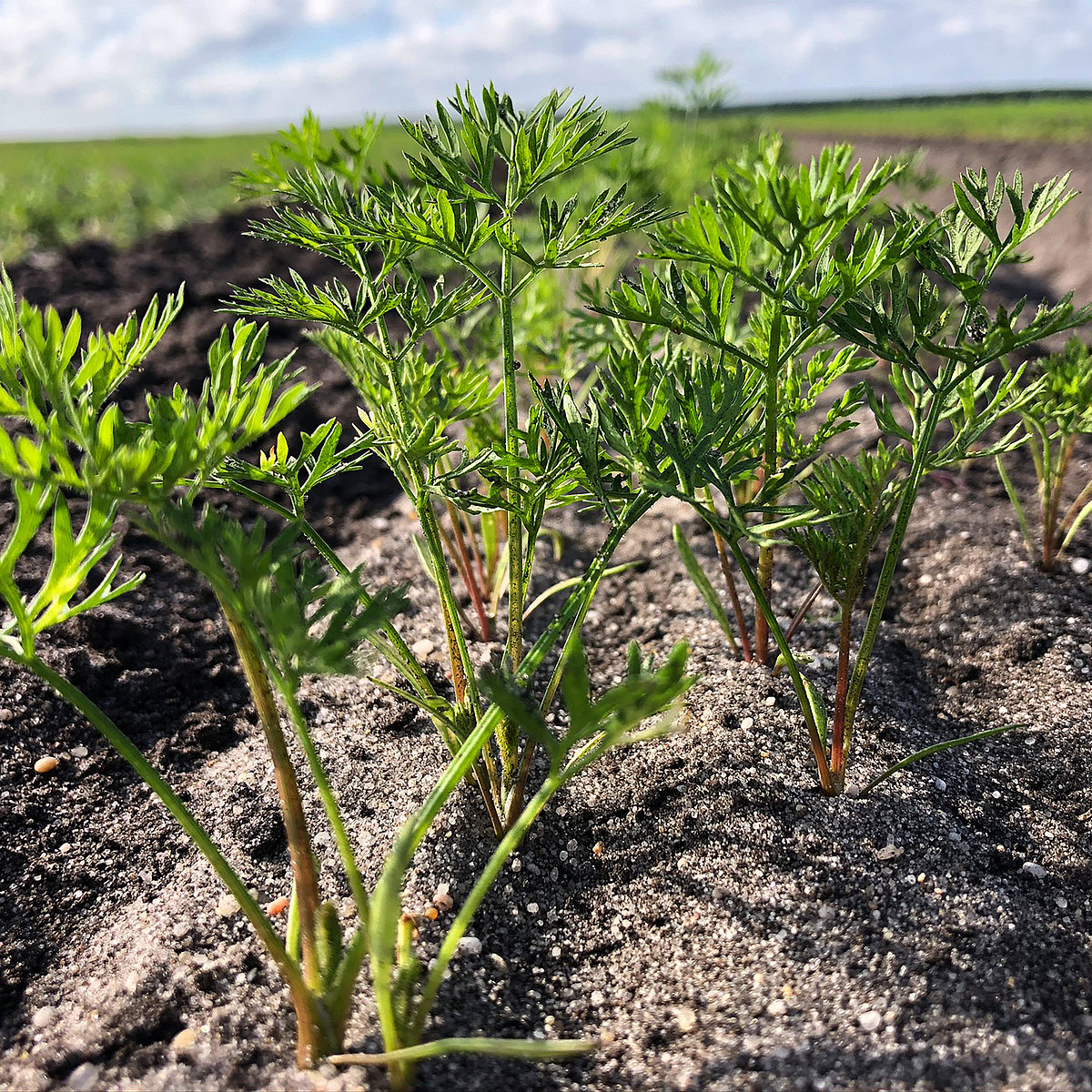 Carrots in humous sand in ridge cultivation