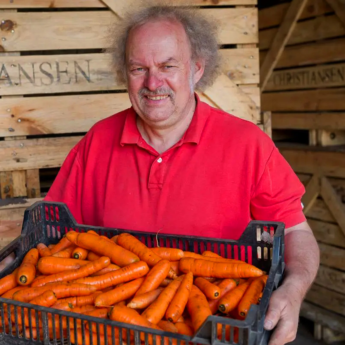 Bauer hält Kiste mit Karotten aus Beetanbau